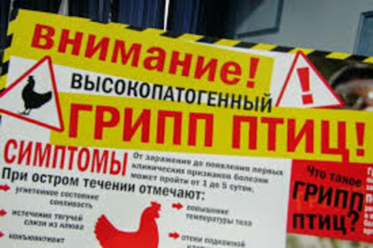 Осторожно! Высокопатогенный грипп птицы!. Осторожно! Высокопатогенный грипп птицы!.